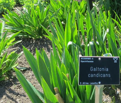 galtoniafolcandicansgarnonswilliams