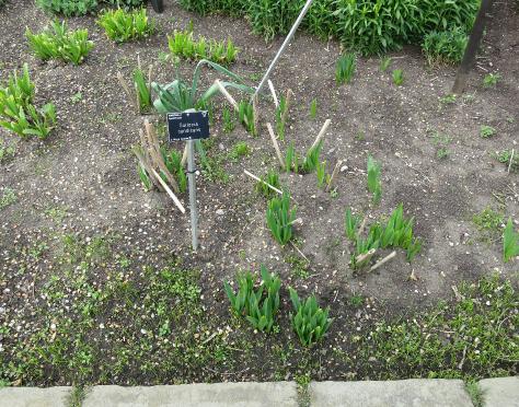 galtoniaforaspr2candicansgarnonswilliams