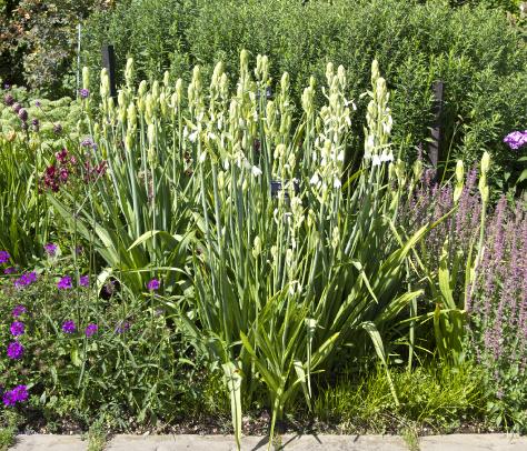 galtoniaforasum1candicanskavanagh