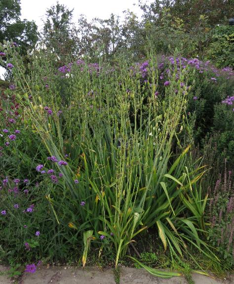 galtoniaforautcandicansgarnonswilliams