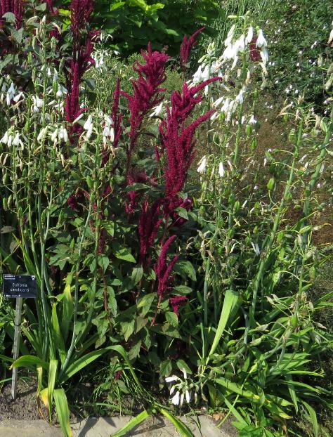 galtoniaforsum2candicansgarnonswilliams