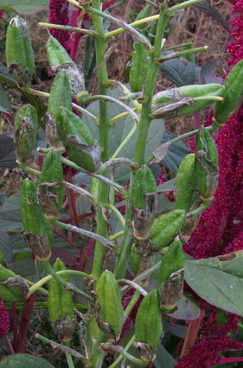 galtoniafruscandicansgarnonswilliams