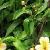 alstroemeriacfolsum1friendshipgarnonswilliams