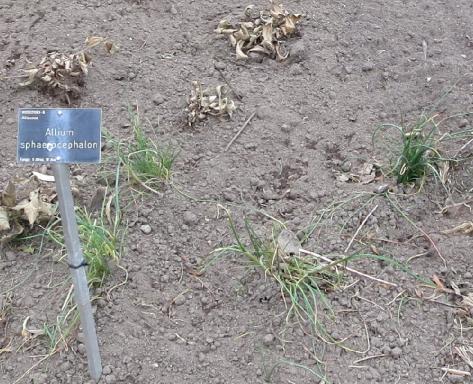 companionplanting2