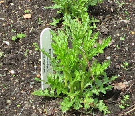 plantlabel5