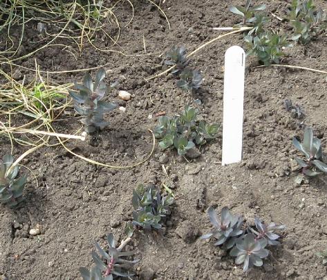 plantlabel6