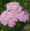 yarrowfflobritishflora