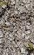 abiescbark7albawikimediacommons