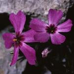 phloxfflosubulatatemiskaming1