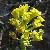 alyssumcflo8serpyllifoliumwikimediacommons