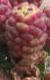 abiesccone71balsameawikimediacommons