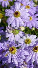 brachyscomecflosiberidifoliawikimediacommons
