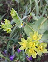 bupleurumcflosrotundifoliumwikimediacommons