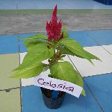 celosiacfloargenteaplumosawikimediacommons