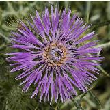 galactitescfloeleganswikimediacommons