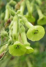 nicotianacfloslangsdorfiiwikimediacommons