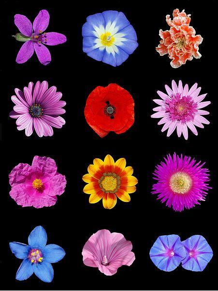 posterofcolorfullflowerswikimediacommons