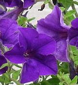 purplecflospetuniawikimediacommons1