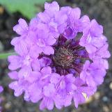 verbenacflorigidawikimediacommons1