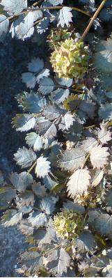 acaenacformicrophyllawikimediacommons1