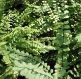 aspleniumcflostrichomaneswoodcottagenursery