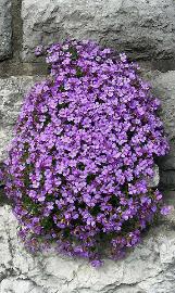 aubrietiacfordeltoideawikimediacommons
