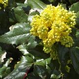 berberiscfloaquifoliumwikimediacommons1