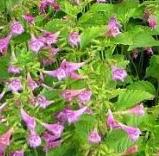 calaminthacflosgrandifloraelfinpurplewoodcottagenursery