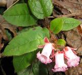 epigaeacforasiaticawikimediacommons