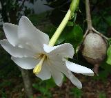 gardeniacflothunbergiawikimediacommons