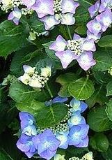 hydrangeacflosmacrophyllawikimediacommons