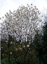 magnoliacfordenudatawikimediacommons