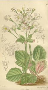 ourisiacformacrophyllawikimediacommons