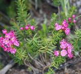 phyllodocecflosbreweriwikimediacommons