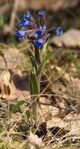 pulmonariacforangustifoliawikimediacommons