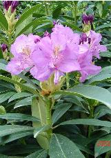 rhododendroncfloponticawikimediacommons