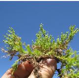 scleranthuscfolbifloruswikimediacommons