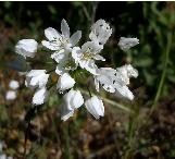 alliumcflosneapolitanumwikimediacommons