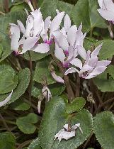 cyclamencflospersicumwikimediacommons