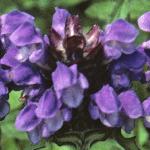 prunellaflograndiflora1a