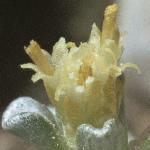 raouliafloaustralis1a