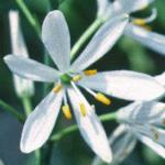 anthericumfloliliagofoord1