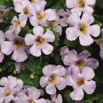 bacopafloscabundacolossallavender
