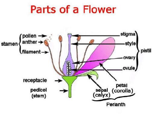 partsofaflower1