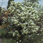 pyrusconferenceflos1