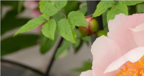 PaeoniaAgeofvictoriapflobudwesthead