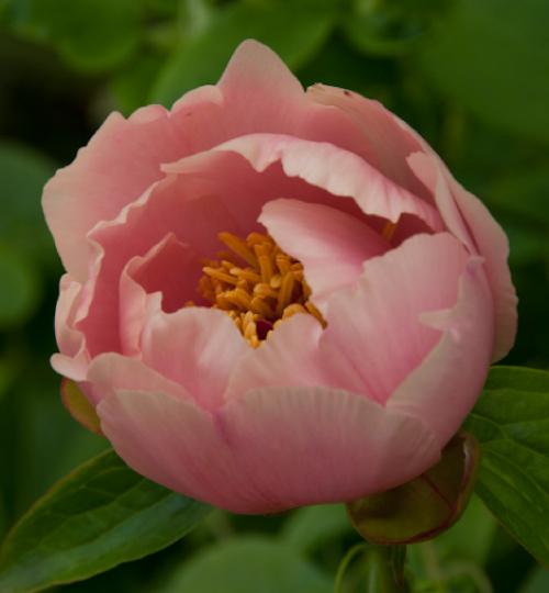 PaeoniaAgeofvictoriapflojuvwesthead