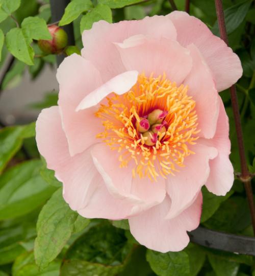 PaeoniaAgeofvictoriapflomatwesthead