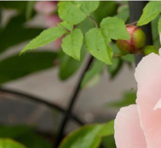 PaeoniaAgeofvictoriapfoljuvwesthead