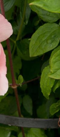 PaeoniaAgeofvictoriapfolmatwesthead